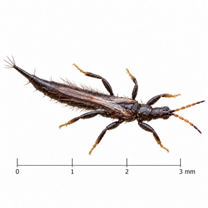 Gynaikothrips ficorum est un grand thrips noir présent sur ficus.