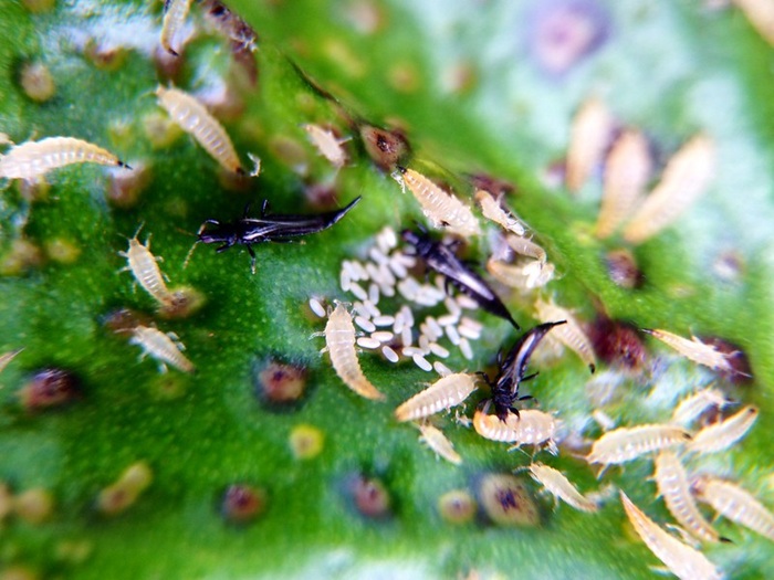 Différents stades du thrips noir du ficus : gynaikothrips