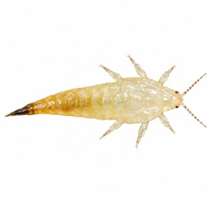 La larve du thrips du ficus est blanche avec l'extrémité de l'abdomen en pointe.