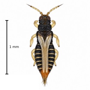 Le thrips du laurier tin est foncé avec un abdomen légèrement renflé
