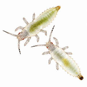 Jeunes larves de Heliothrips haemorrhoidalis