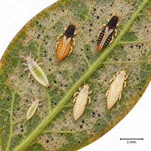 Colonie de différents stades de thrips Heliothrips haemorrhoidalis .