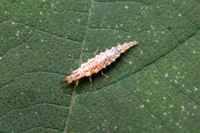 Les larves de chrysopes sont de bonnes prédatrices du thrips du laurier tin
