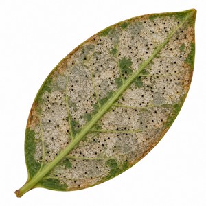 Dégâts provoqués par une attaque d'Heliothrips haemorrhoidalis sous une feuille de laurier tin.