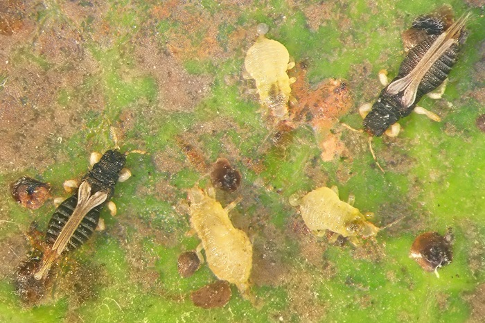 Différents stades du thrips des serres ou thrips du laurier tin.