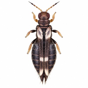 Thrips rayé des serres adulte : Hercinothrips femoralis