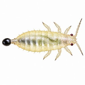 Larve de Hercinothrips femoralis