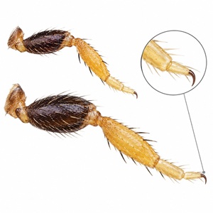 Les extrémités des pattes de ce thrips sont jaunes et pourvues de 2 tarses.