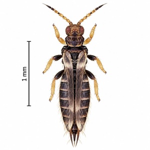 Thrips rayé des serres, Hercinothrips femoralis, adulte.