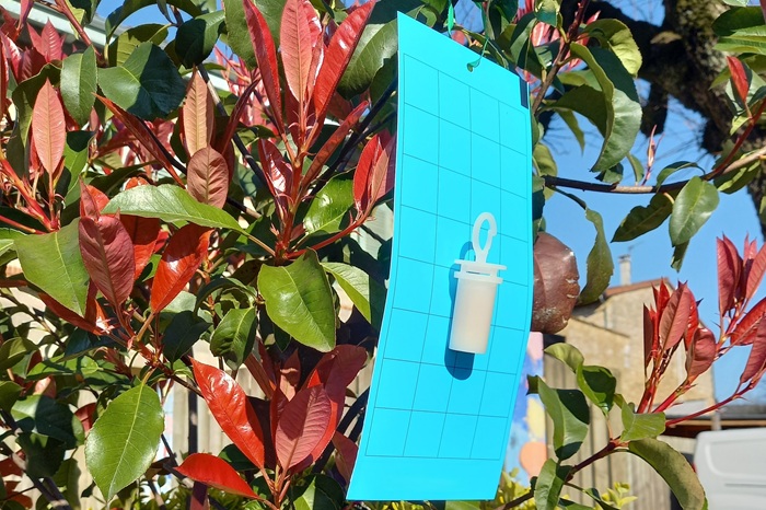 Piège englué bleu et attractif spécial thrips pour suivre l'évolution de l'infestation.