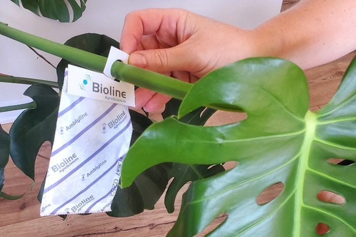 L'installation d'acariens prédateurs de thrips est un indispensable dans la lutte contre les thrips des plantes d'intérieur