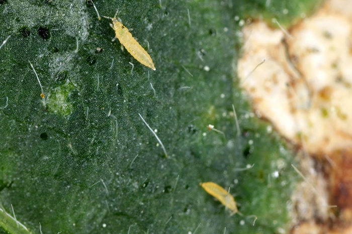 Jeunes larves de thrips sur une feuille endommagée