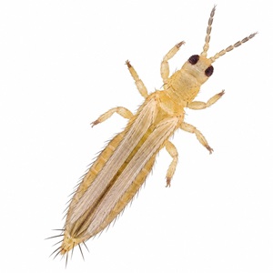 Le thrips de l'oignon adulte, Thrips tabaci