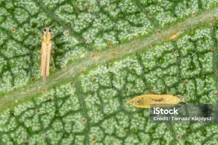 Adulte et larve du thrips du poireau, oignon et tabac sur une feuille.
