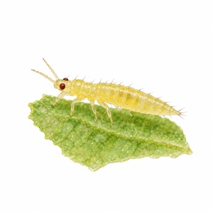 La larve de thrips tabaci est jaune, avec des yeux rouges.