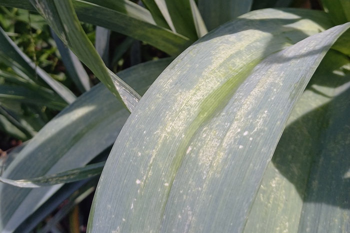 Ces décolrations blanches sur cette feuille de poireau sont caractéristiques d'une attaque de thrips tabaci.