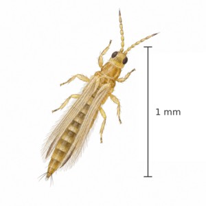 Thrips tabaci adulte