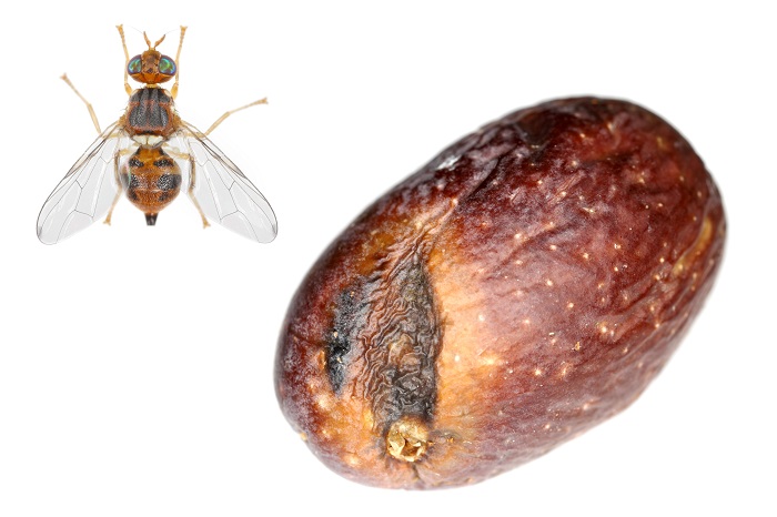 La mouche de l'olivier est responsable de la chute et du pourrissement des olives.