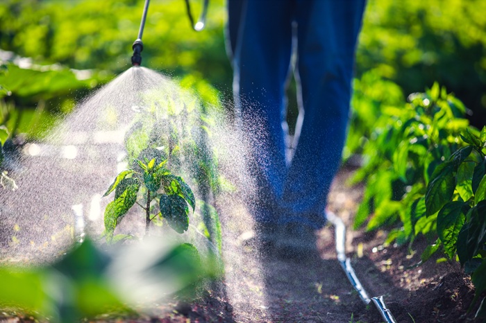 Application des nématodes avec un pulvérisateur adapté.