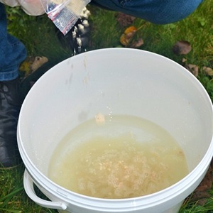 Diluer le sachet de nématodes dans un volume d'eau connu.
