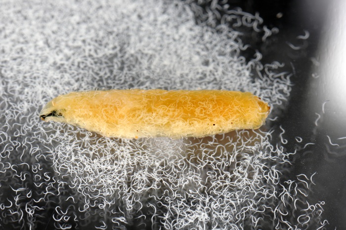 Larve de mouche parasitée par des nématodes.