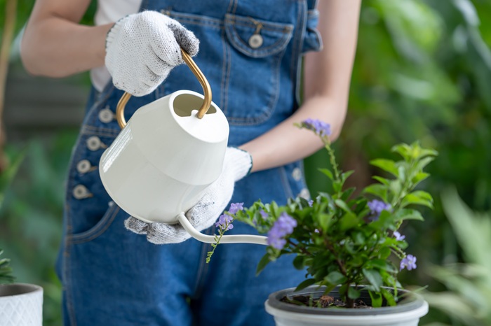 L'arrosoir est la méthode la plus économique et efficace pour appliquer les nématodes