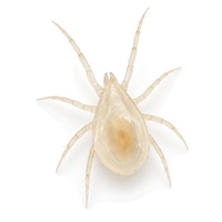 L'acarien prédateur de jeunes larves de thrips, Amblyseius cucumeris