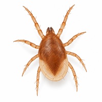 Cet acarien prédateur s'attaque aux nymphes et pré-nymphes de thrips présentes dans le sol