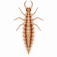 Les larves de chrysopes s'attaquent à tous les stades larvaire des thrips.