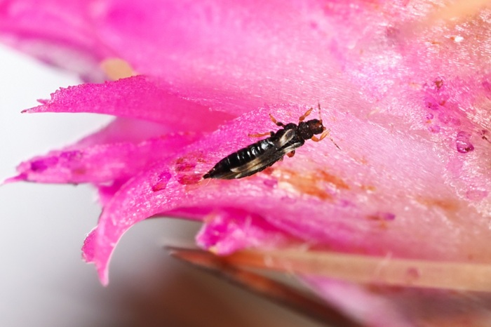 Thrips noir sur fleur de cactus, probablement le thrips de l'impatiens