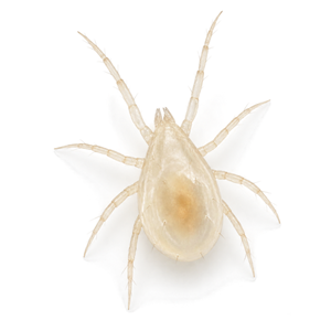 Cet acarien prédateur chasse les jeunes larves de thrips sur le feuillage.