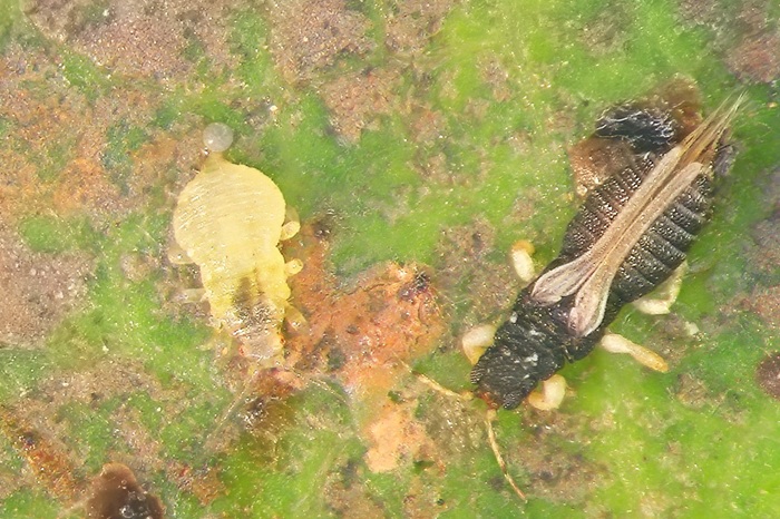 Le thrips rayé des serres est un thrips noir, très commun et qui s'attaque également au laurier tin