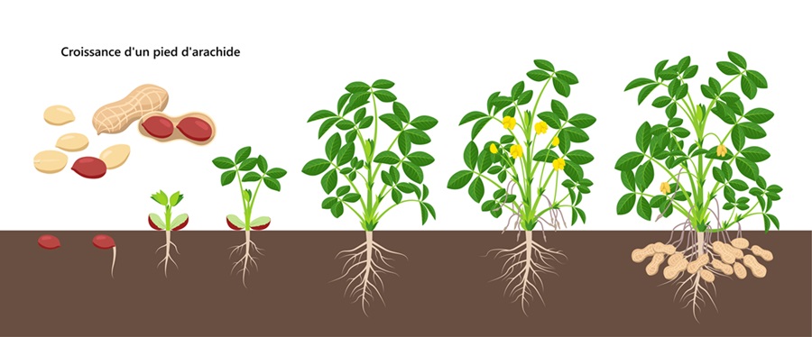 Cycle de développement de la cacahuète