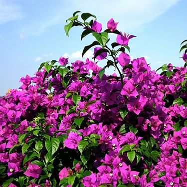 Un bougainvillier en fleur