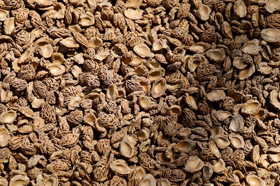 Paillage en noyaux d'amandes