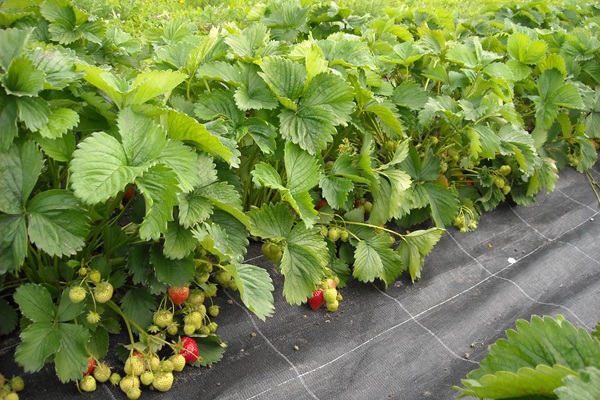 Paillage en PP de fraisiers