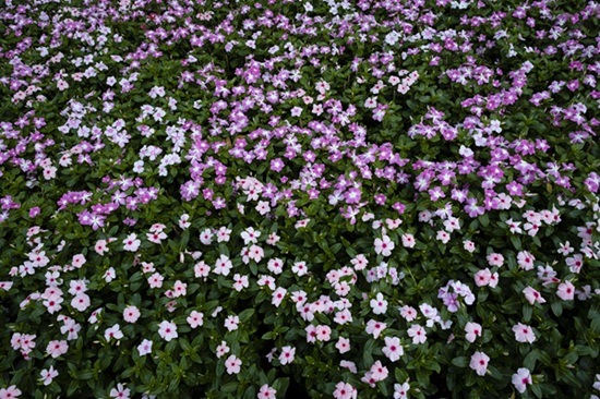 Parterre de Pervenches servant de couvre sol vivant